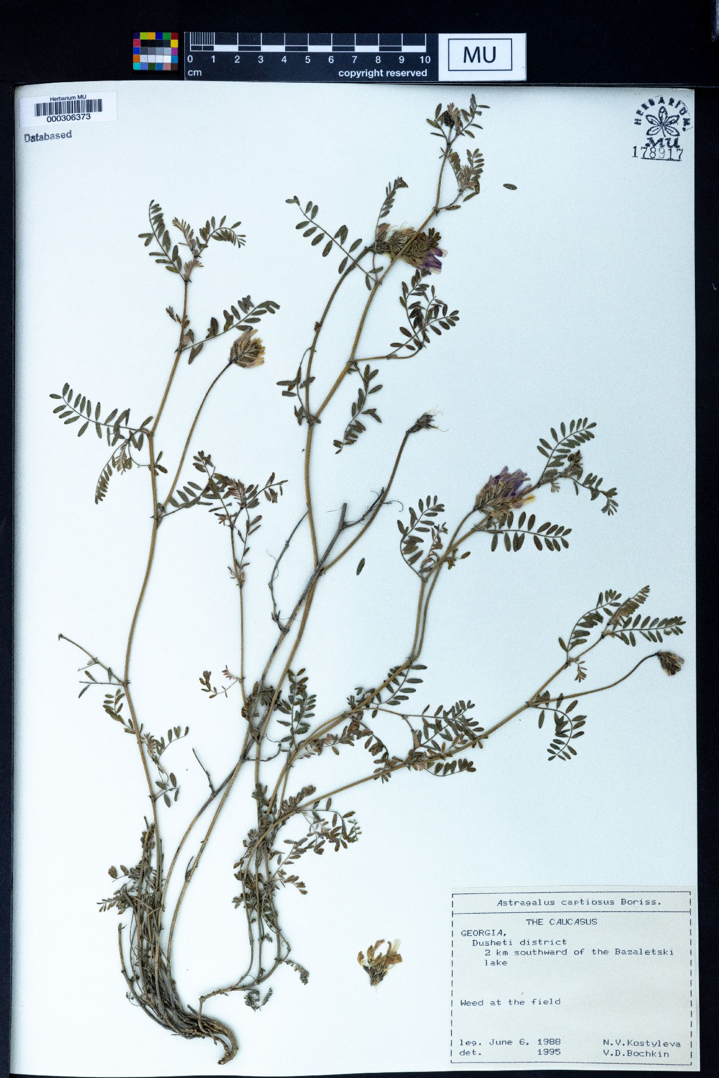 Astragalus captiosus image