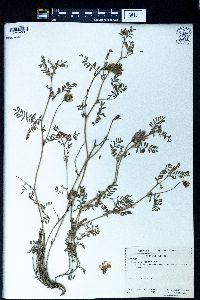 Image of Astragalus captiosus