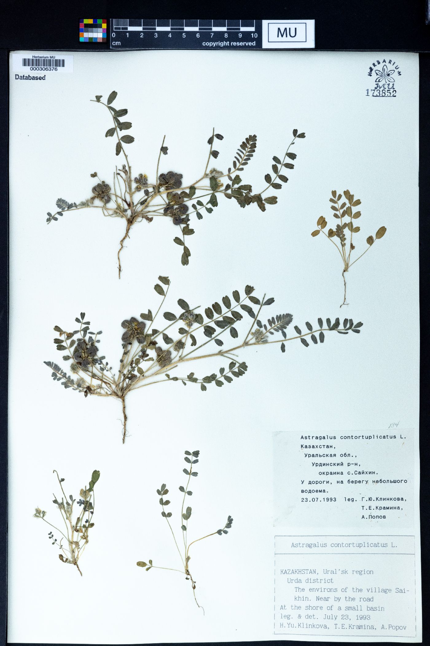 Astragalus contortuplicatus image