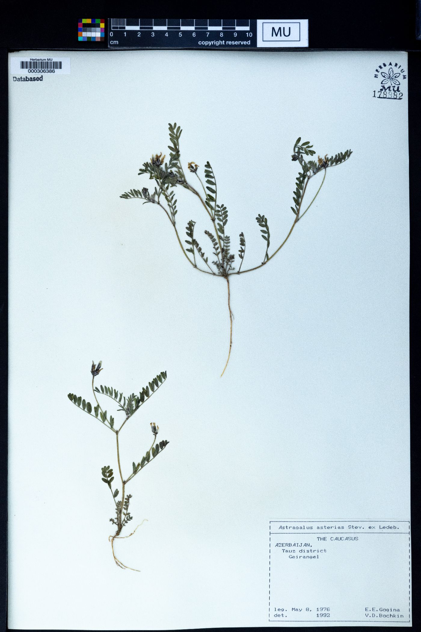 Astragalus asterias image