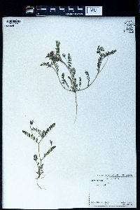 Image of Astragalus asterias