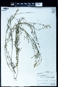 Astragalus austriacus image