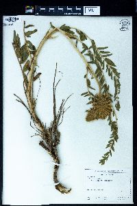Astragalus alopecurus image