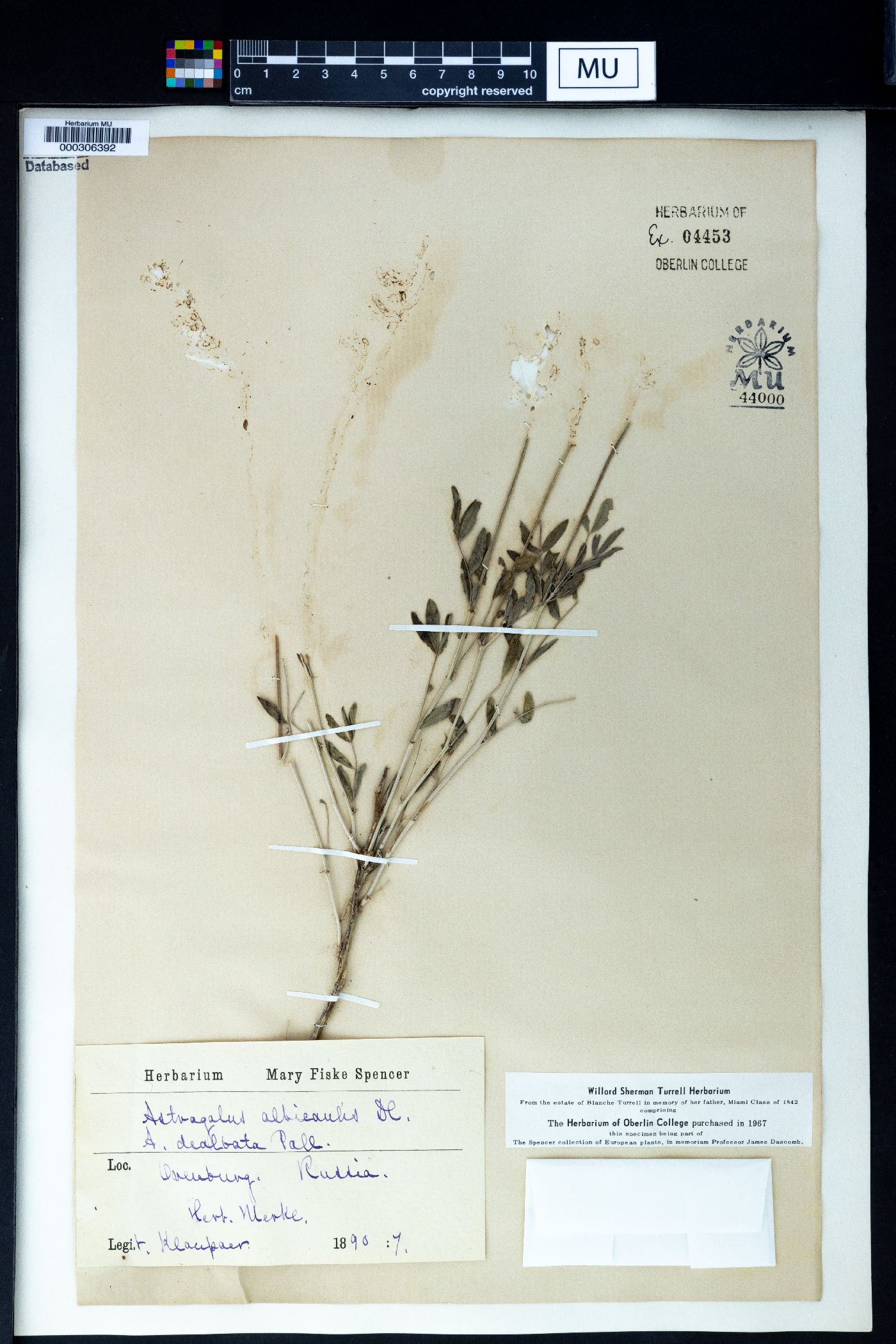 Astragalus albicaulis image