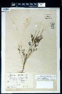 Image of Astragalus albicaulis