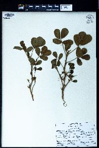 Arachis hypogaea image