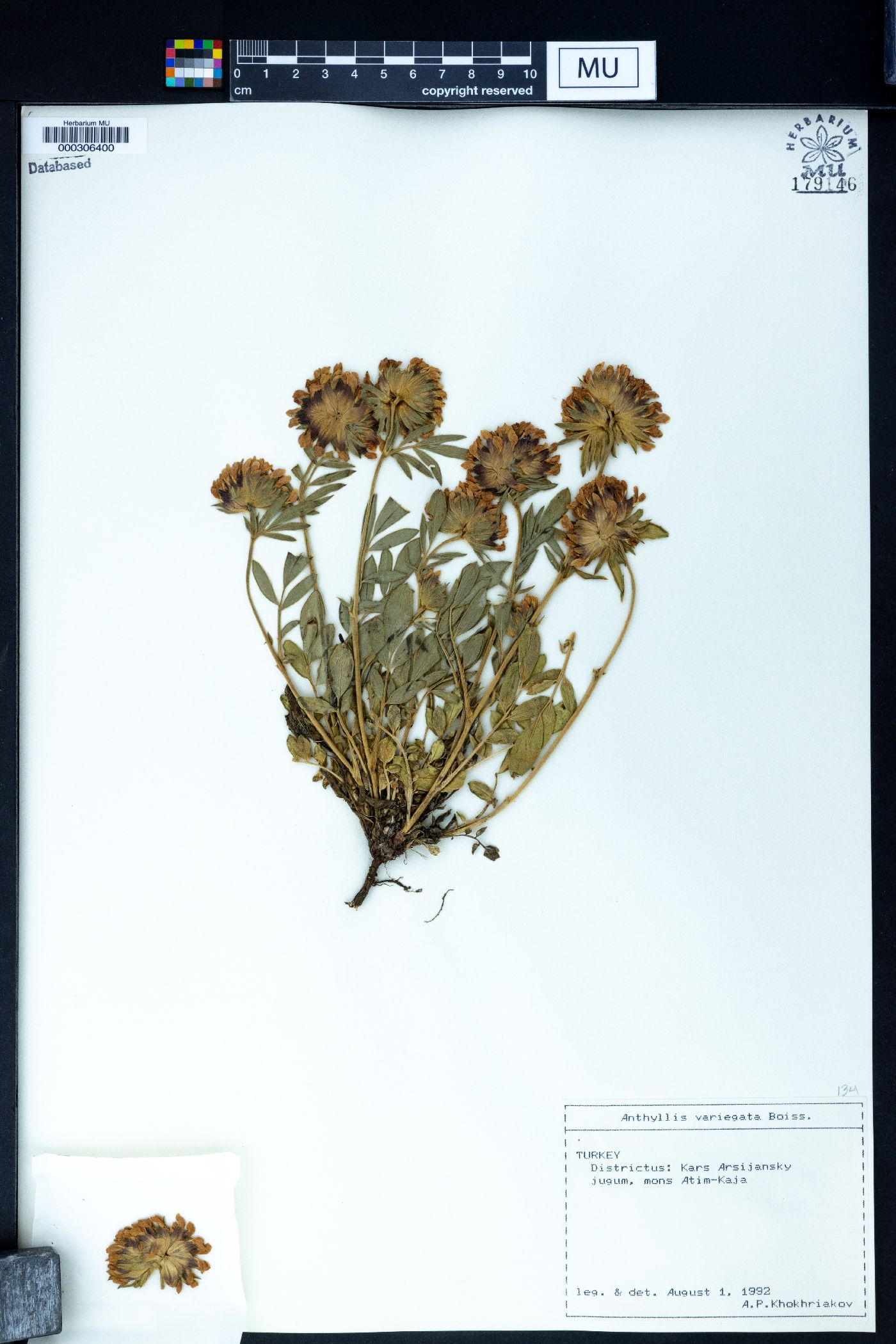 Anthyllis variegata image