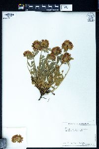 Image of Anthyllis variegata
