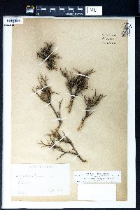 Anthyllis hermanniae image