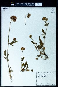 Anthyllis vulneraria subsp. polyphylla image