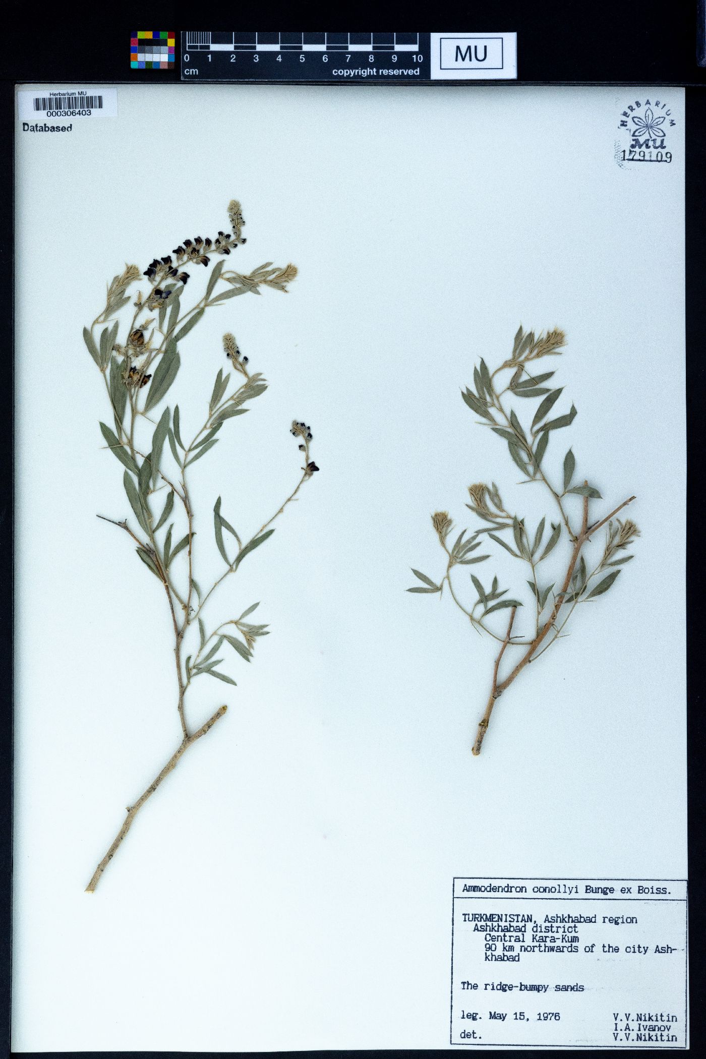 Ammodendron conollyi image