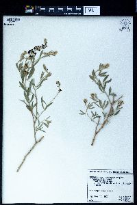 Ammodendron conollyi image