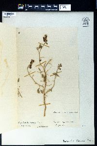 Ammodendron bifolium image