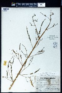 Aeschynomene indica image