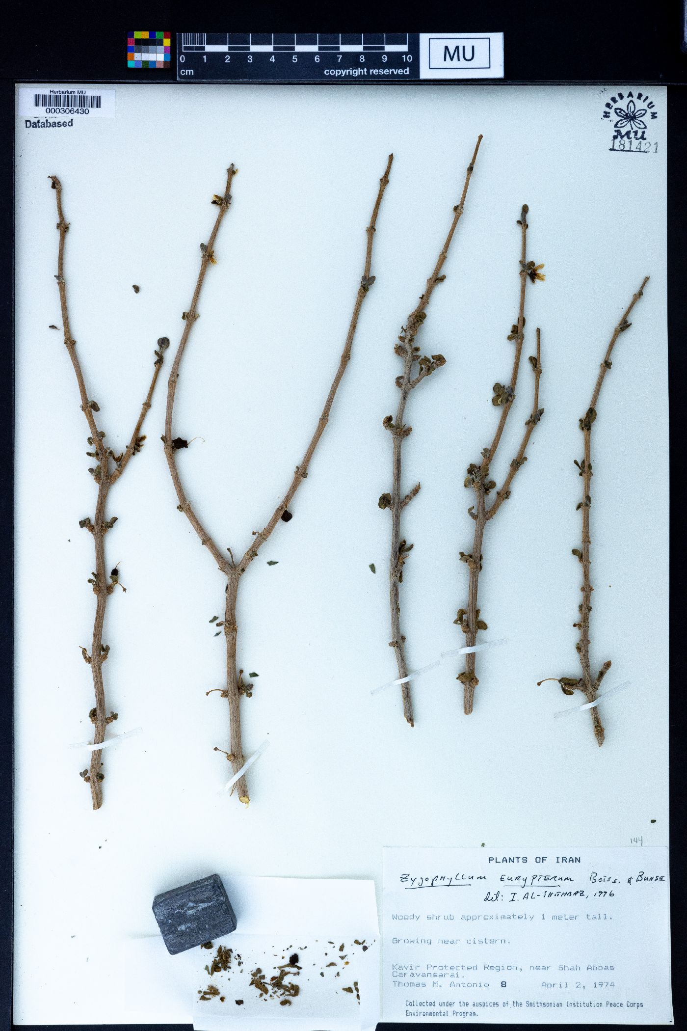 Zygophyllum eurypterum image