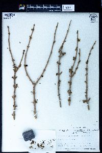 Zygophyllum eurypterum image