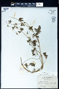 Geranium nepalense image
