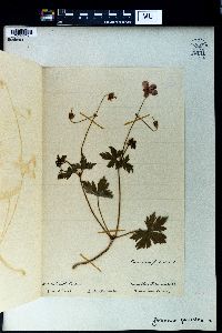 Geranium palustre image