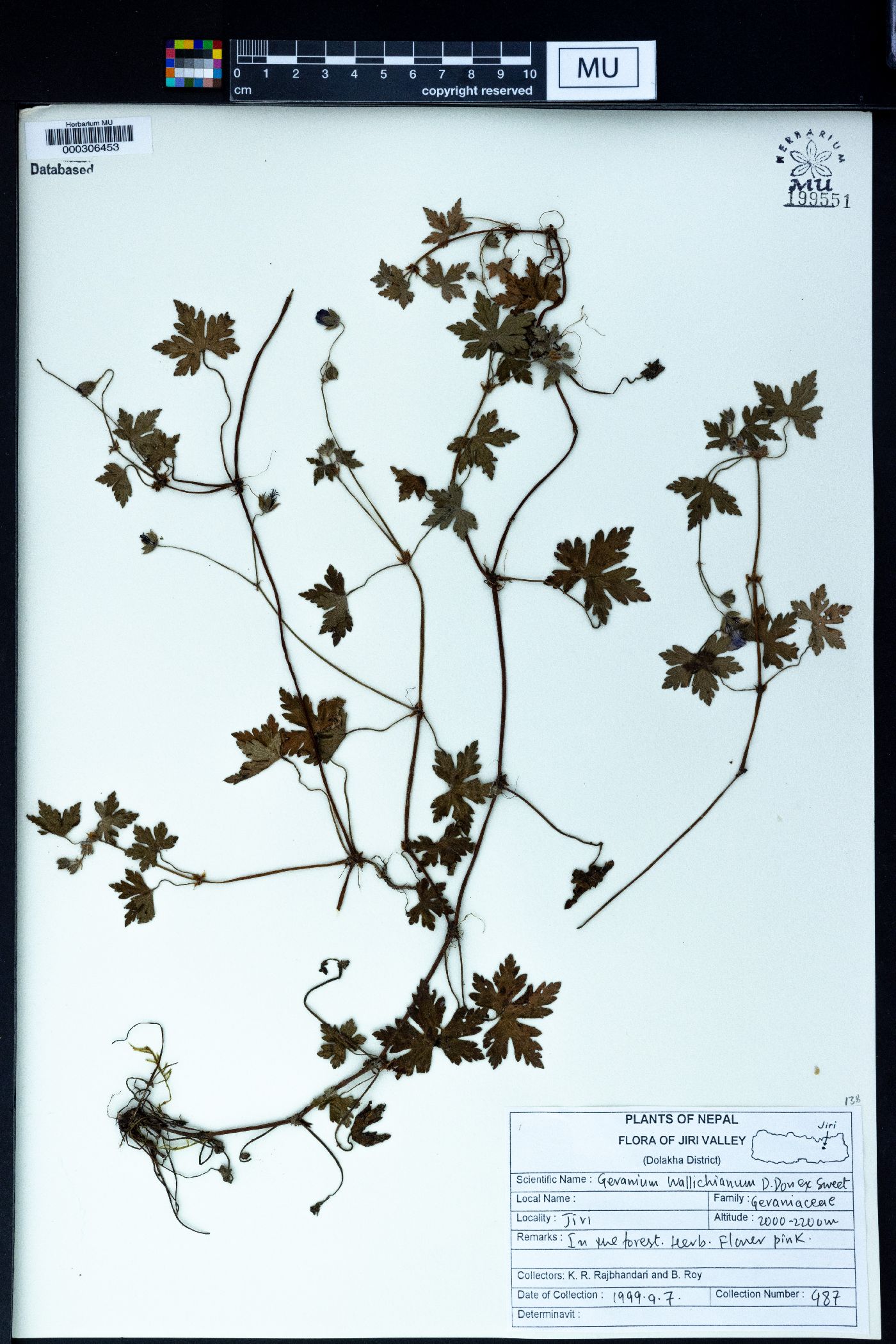 Geranium wallichianum image