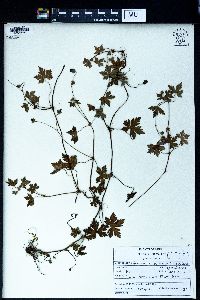 Geranium wallichianum image
