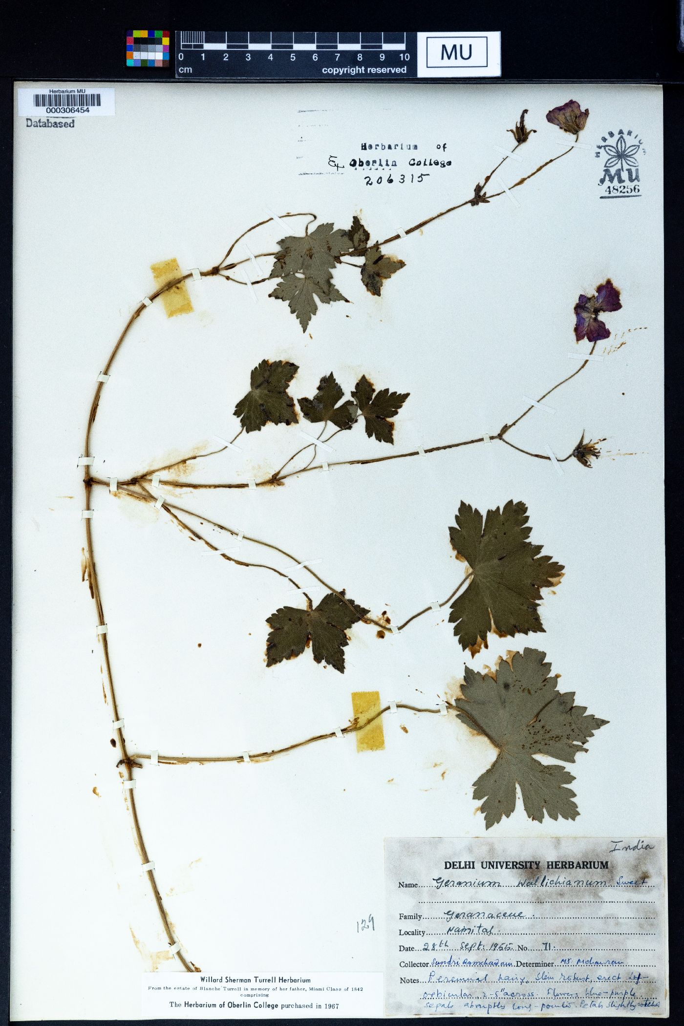 Geranium wallichianum image