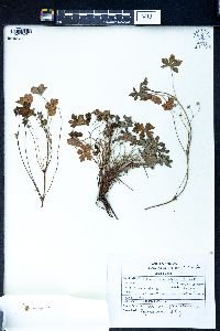 Geranium nepalense image