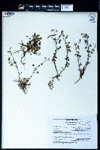 Oxalis corniculata image