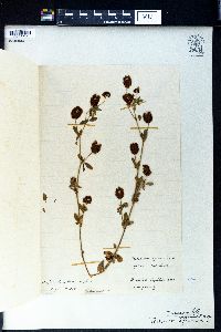 Trifolium aureum image