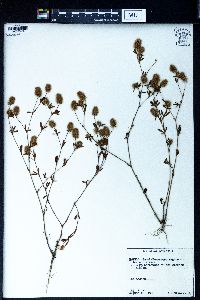 Trifolium arvense image