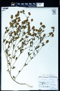 Trifolium arvense image