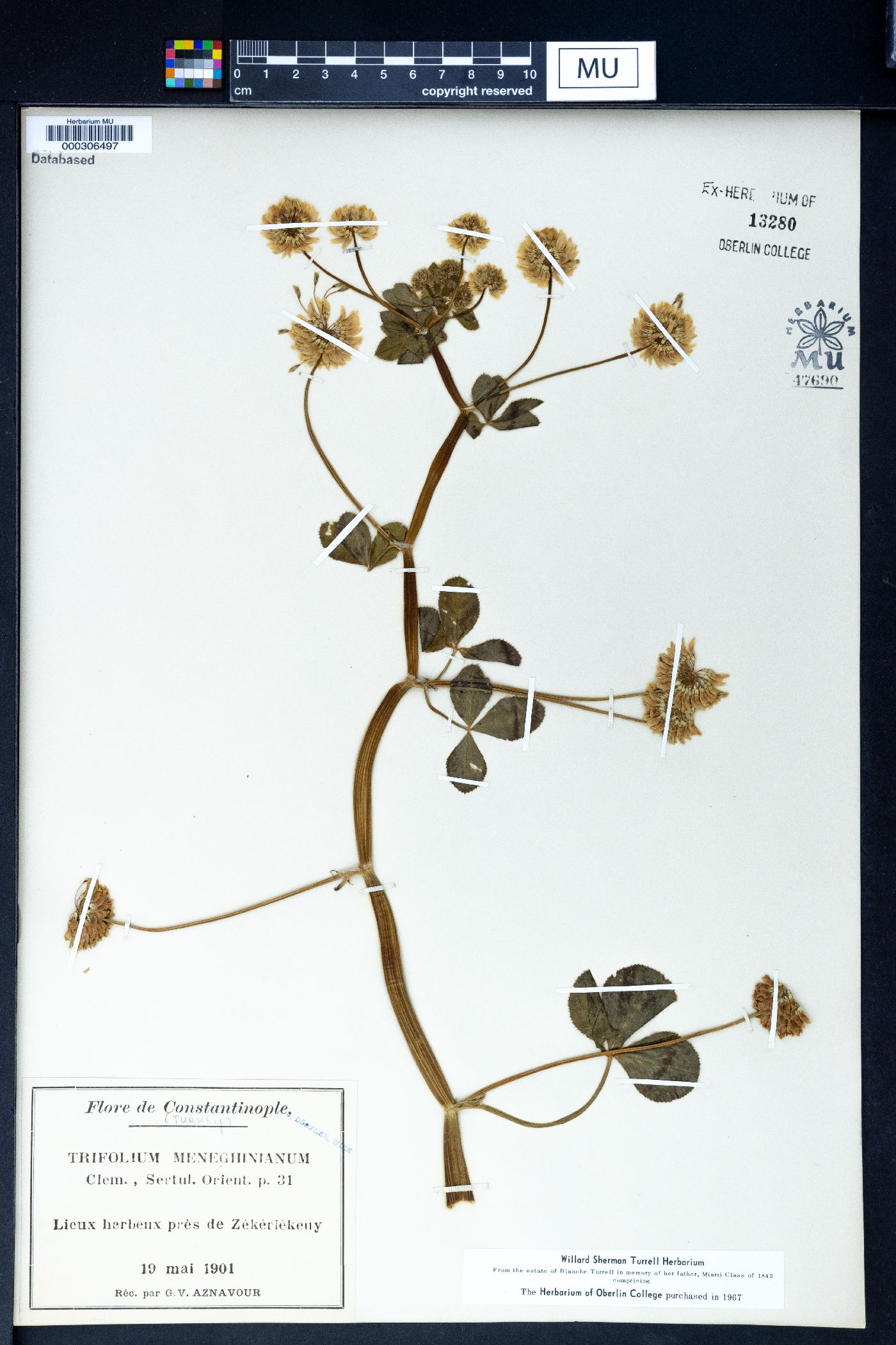 Trifolium meneghinianum image