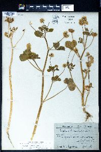 Trifolium meneghinianum image