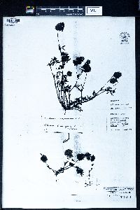 Trifolium stenophyllum image