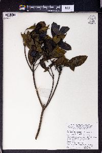 Polyosma integrifolia image