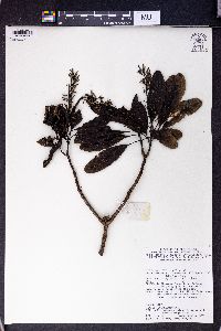 Polyosma integrifolia image