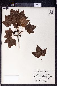Ribes latifolium image