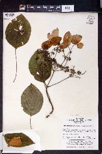 Image of Hydrangea glaucescens