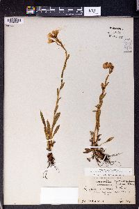 Saxifraga montana image