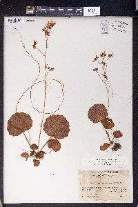 Saxifraga stolonifera image