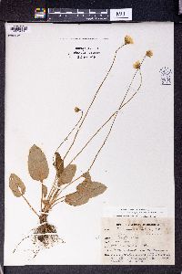 Parnassia nubicola image