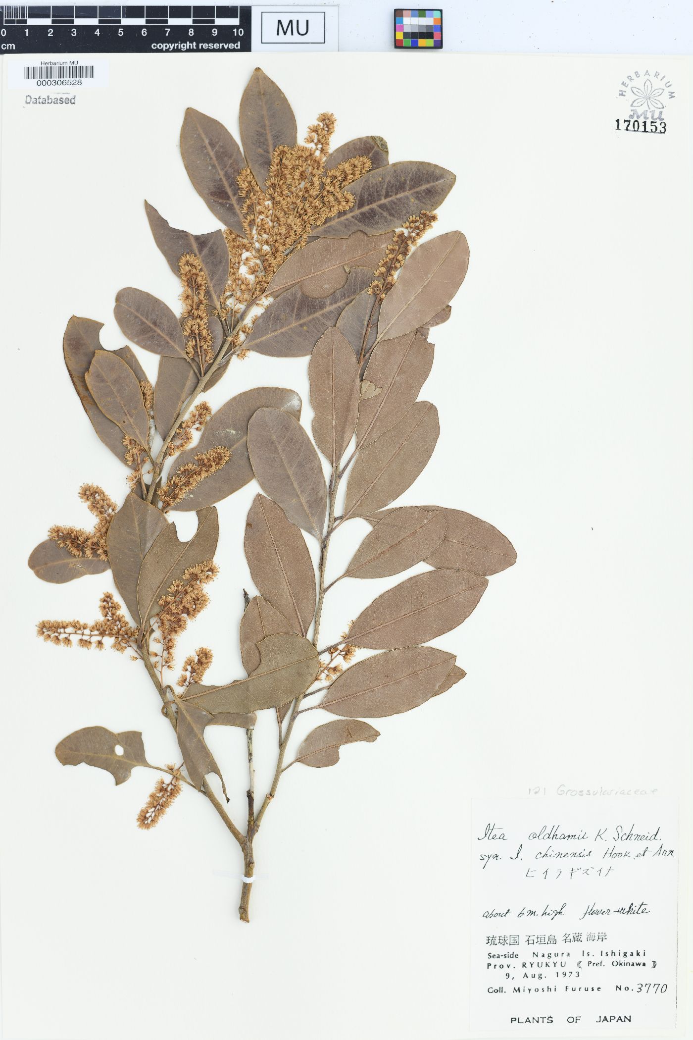 Itea oldhamii image