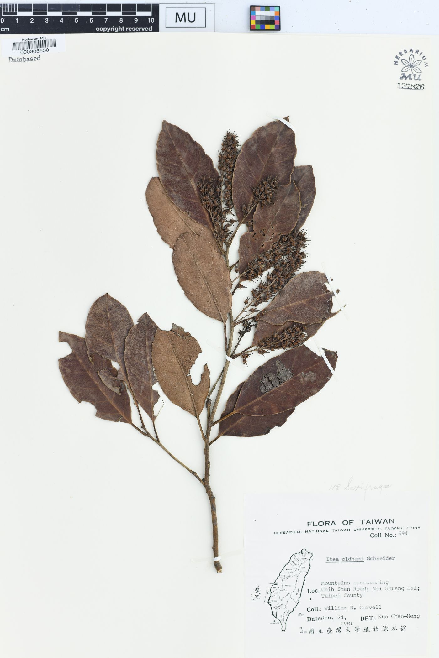 Itea oldhamii image