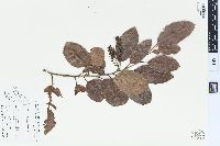 Itea oldhamii image