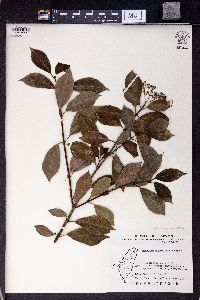 Image of Hydrangea chinensis