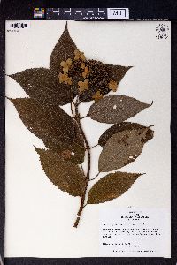 Hydrangea involucrata image