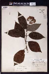 Image of Hydrangea involucrata