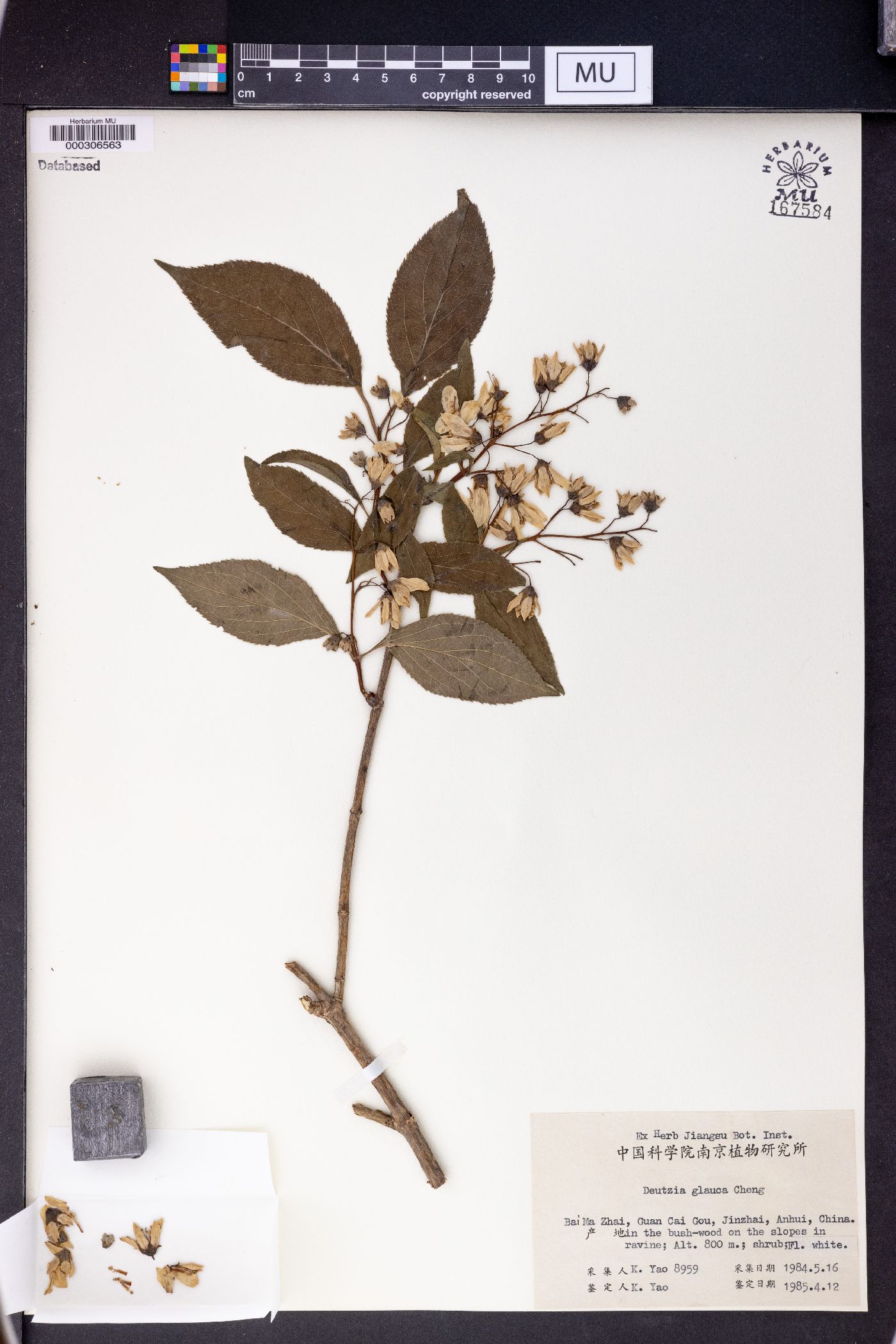 Deutzia glauca image