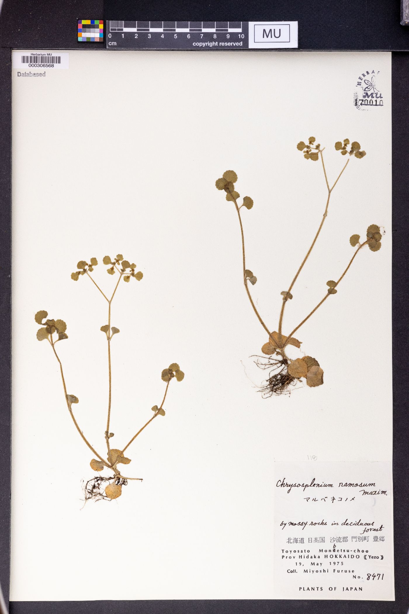 Chrysosplenium ramosum image