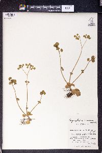 Image of Chrysosplenium ramosum