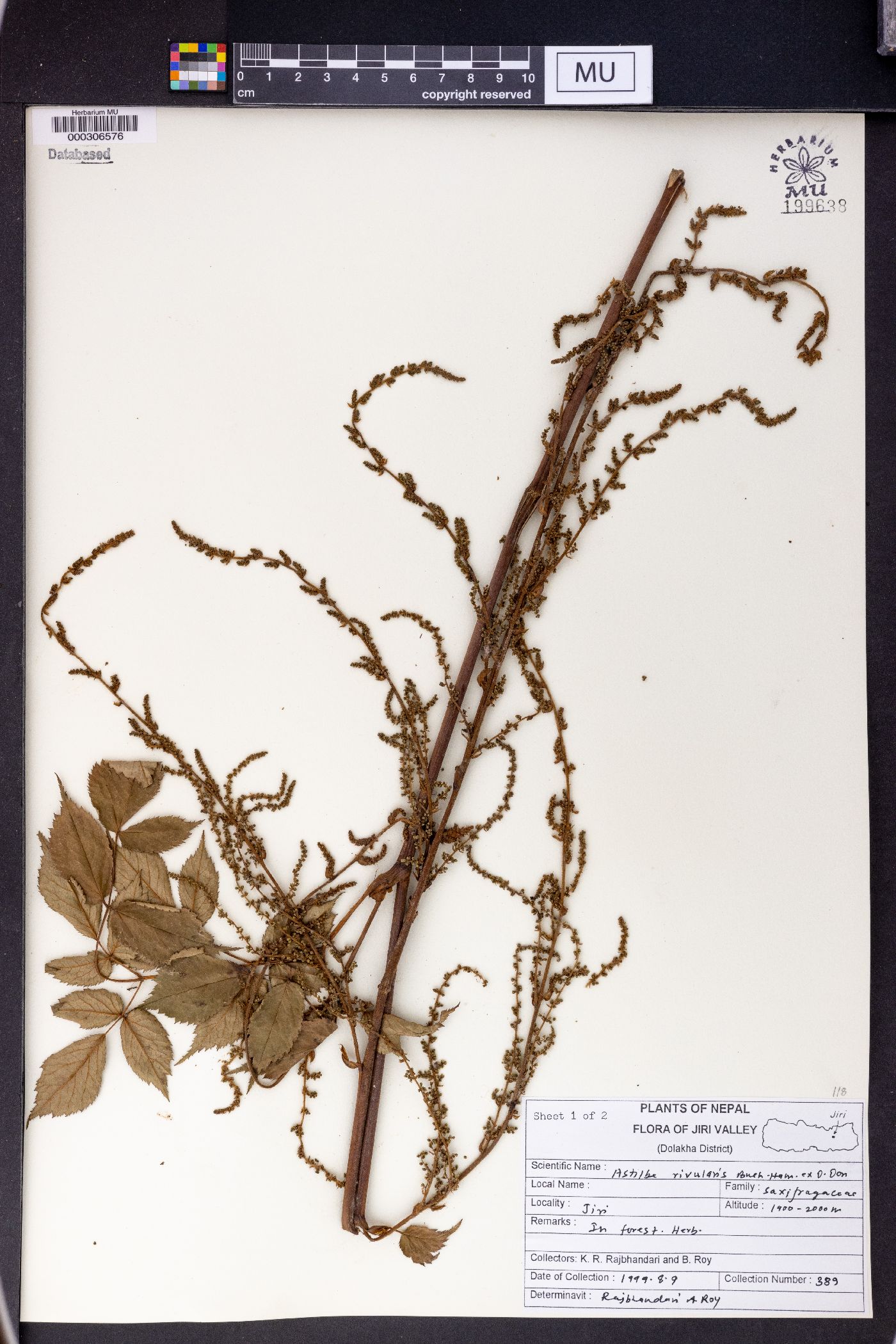 Astilbe rivularis image